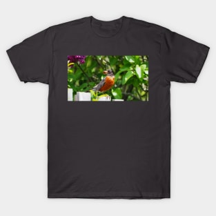 American Robin Carrying Some Fresh Worms T-Shirt